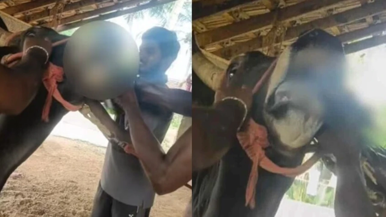 Jallikattu Bull Forced to Feed Live Rooster