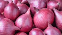 Onion Export News
